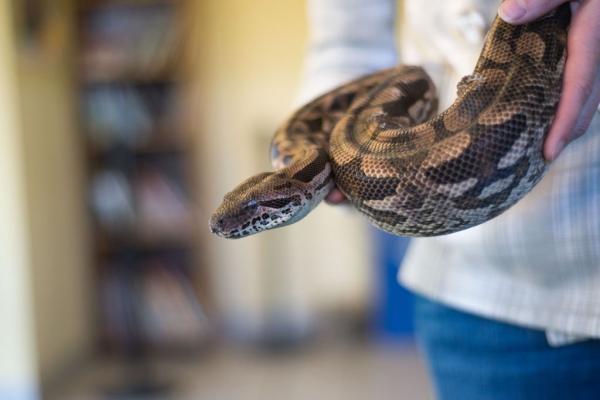 Image for event: Science Alive: Cold Blooded Classification- REPTILES